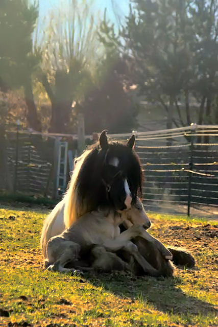 100301_baby-horse-1.jpg