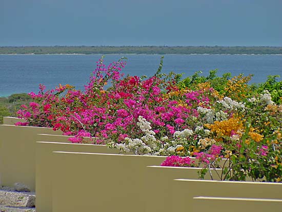 Bougainvillea in Bonaire, Dutch West Indies