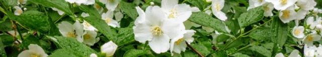 Mock Orange