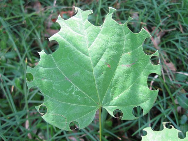 Red bud leaf cut by bees image from TropicalTexana.blogspot.com