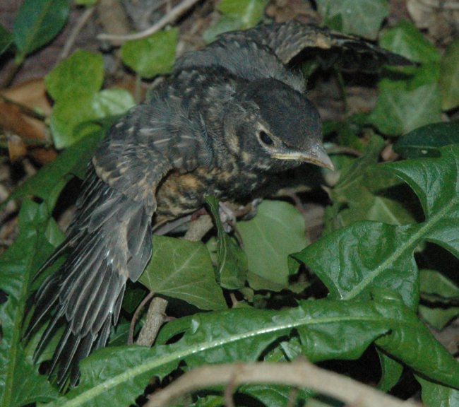 Robin fledgeling